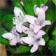 Sherardia arvensis