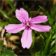 Silene acaulis