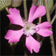 Silene conica