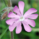 Silene dioica