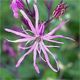 Lychnis flos-cuculi