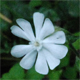 Silene latifolia a.