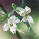 Silene nemoralis