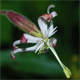 Silene nutans s.l.