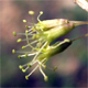 Silene otites
