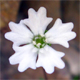 Heliosperma pusillum p.