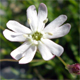 Silene saxifraga