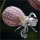 Silene vulgaris g.