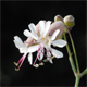 Silene vulgaris v.