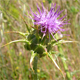 Silybum marianum