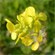 Sinapis arvensis