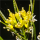 Sisymbrium irio