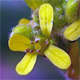 Sisymbrium officinale