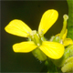 Sisymbrium orientale