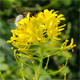 Sisymbrium strictissimum
