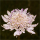 Sixalix atropurpurea