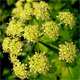 Smyrnium olusatrum