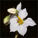 Solanum carolinense