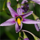 Solanum dulcamara