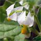 Solanum nigrum