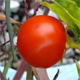Solanum pseudocapsicum