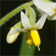 Solanum chenopodioides
