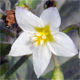 Solanum villosum