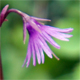 Soldanella alpina
