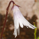 Soldanella minima