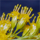Solidago canadensis