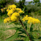 Solidago gigantea