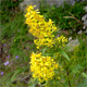 Solidago virgaurea