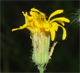 Sonchus arvensis a.