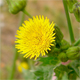 Sonchus asper