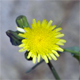 Sonchus oleraceus