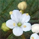 Sorbus aria