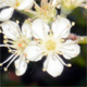 Sorbus aucuparia