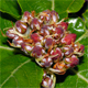 Sorbus chamaemespilus