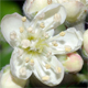 Sorbus domestica
