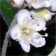 Sorbus torminalis