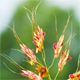 Sorghum halepense