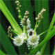 Sparganium erectum n.