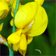 Spartium junceum