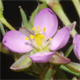 Spergularia rubra