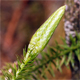 Spinulum annotinum