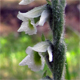 Spiranthes spiralis