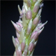 Sporobolus indicus