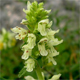 Betonica alopecuros a.