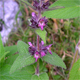 Stachys alpina