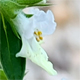 Stachys annua